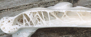 bionique-a175-pelican-bone-humerus-trabecules-a-0cf97.jpg?1587939978