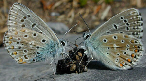 bionique-a407-coprophagie-adonis-blue-butterflies-500-a-1981b.jpg?1587939975