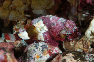 bionique-a168-camouflage-scorpaenopsis-cotticeps-izuzuki-a-b4a69.jpg?1587939976