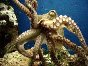 bionique-a195-pieuvre--moving_octopus_vulgaris_2005-01-14.ogg-a-5ce7a.jpg?1431609870
