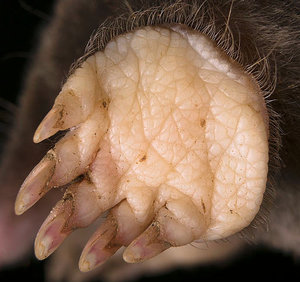bionique-a161-talpa_europaea-ba-5398d.jpg?1431609870
