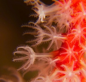 bionique-a307-polypes-corallium-rubrum-a-47318.jpg?1431609870
