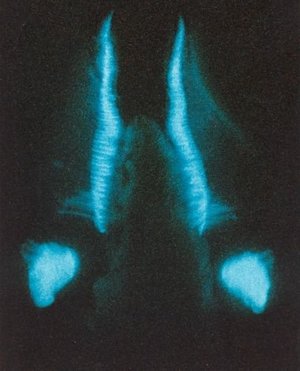 bionique-a247-bioluminous_pholas_dactylus-a-aadd3.jpg?1431609869