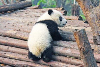 un panda en train de grimper