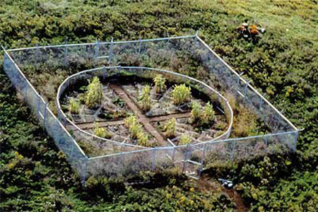 « Revival Fields », expérience de restructuration d'un site pollué aux métaux lourds, en le revigorant par plantation de « phyto-accumulators », plantes qui se nourrissent de ces résidus et annihilent leurs effets néfastes. JPEG - 136.4 ko